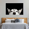 Peeking Siberian Husky Wall Art