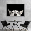 Peeking Siberian Husky Wall Art