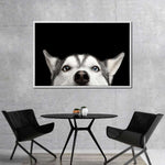 Peeking Siberian Husky Wall Art