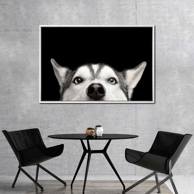 Peeking Siberian Husky Wall Art