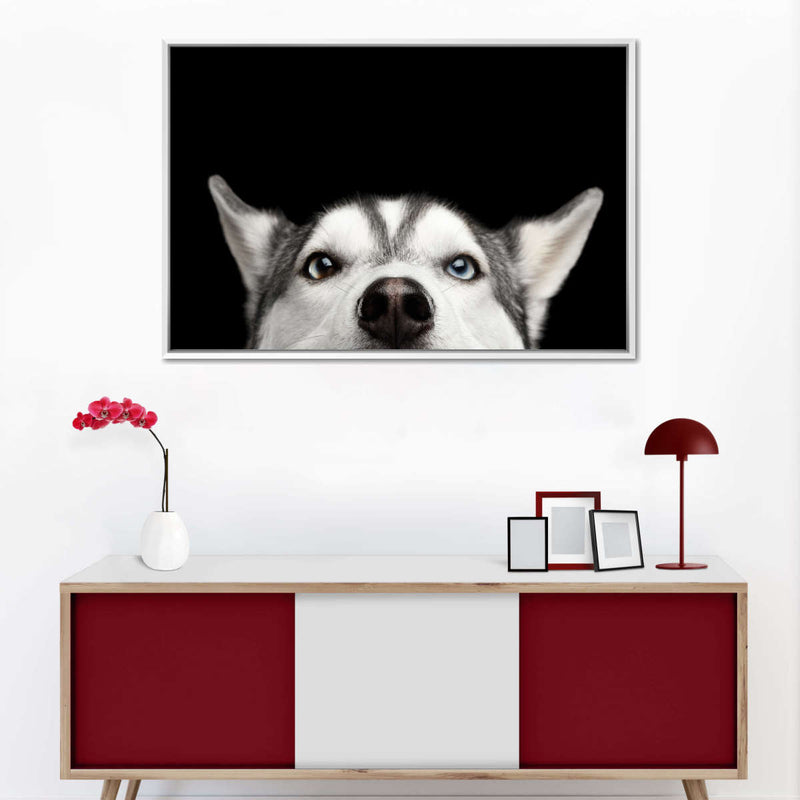 Peeking Siberian Husky Wall Art