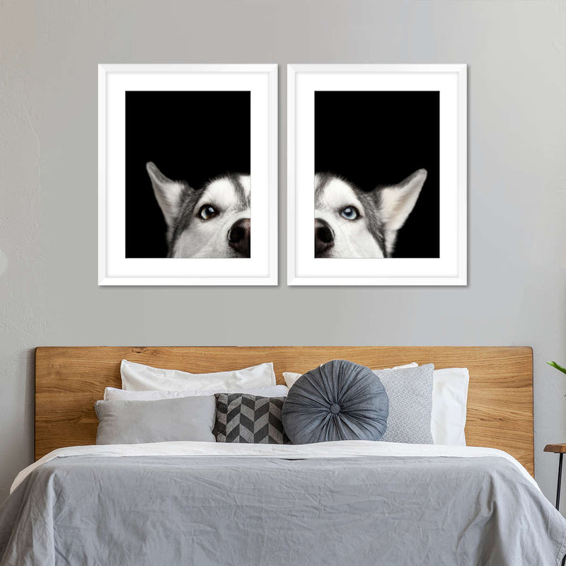 Peeking Siberian Husky Wall Art
