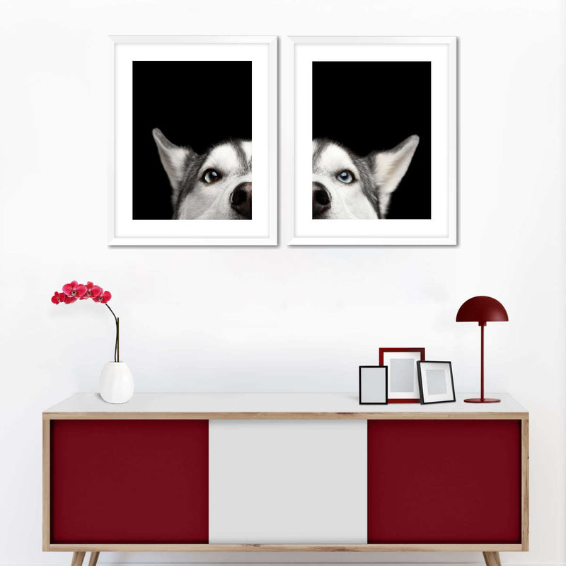 Peeking Siberian Husky Wall Art