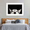 Peeking Siberian Husky Wall Art