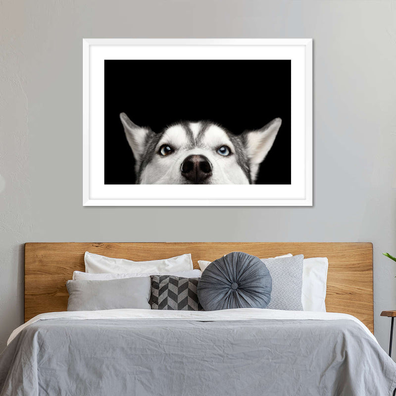Peeking Siberian Husky Wall Art