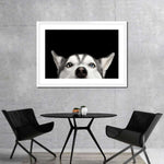 Peeking Siberian Husky Wall Art