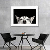 Peeking Siberian Husky Wall Art