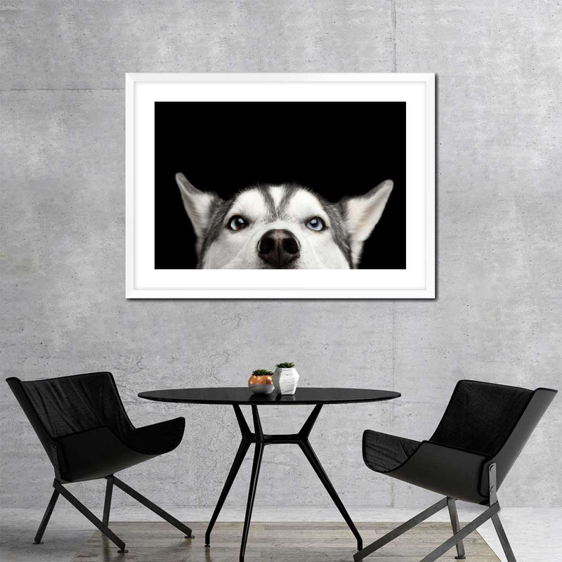 Peeking Siberian Husky Wall Art