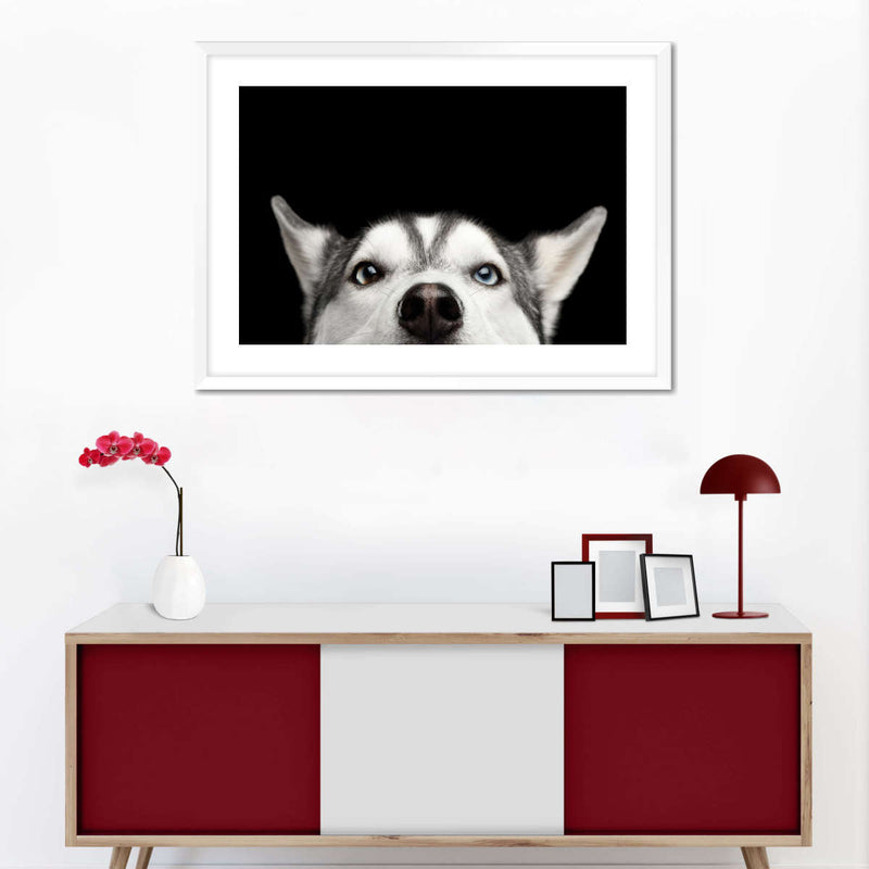 Peeking Siberian Husky Wall Art