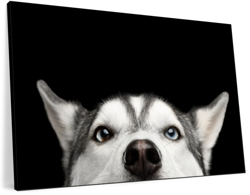 Peeking Siberian Husky Wall Art