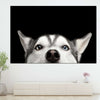 Peeking Siberian Husky Wall Art