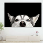 Peeking Siberian Husky Wall Art