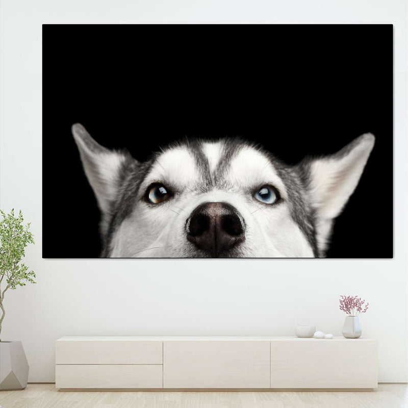 Peeking Siberian Husky Wall Art
