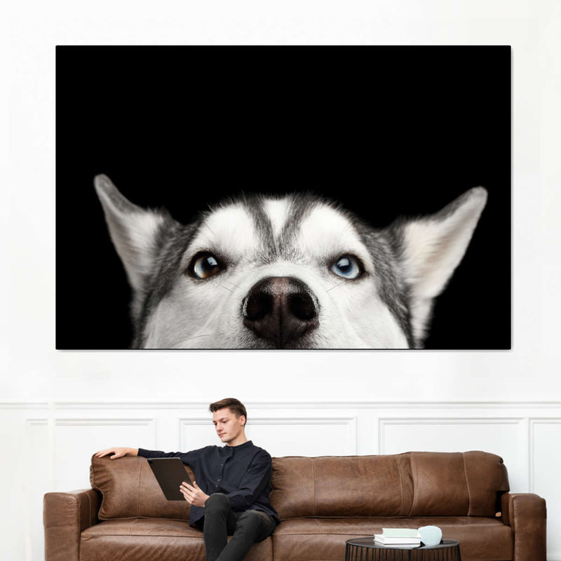 Peeking Siberian Husky Wall Art