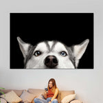 Peeking Siberian Husky Wall Art