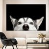 Peeking Siberian Husky Wall Art