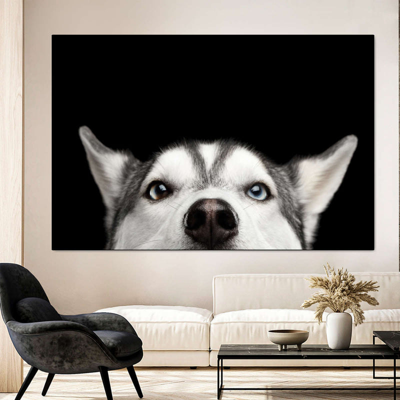 Peeking Siberian Husky Wall Art