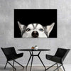 Peeking Siberian Husky Wall Art