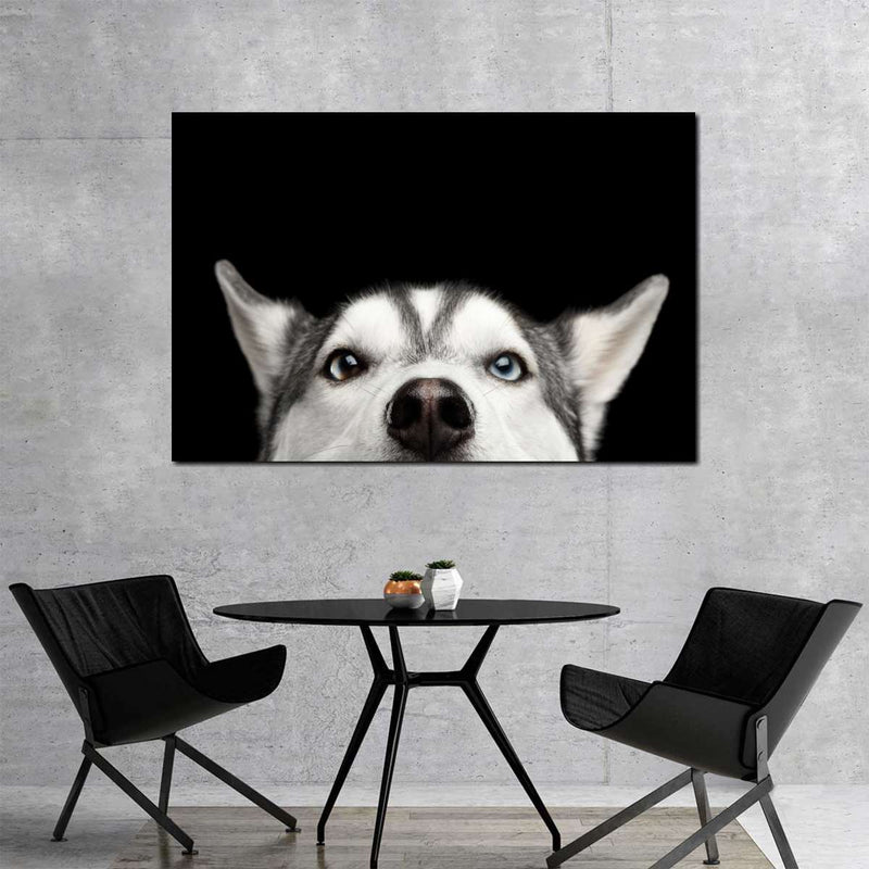 Peeking Siberian Husky Wall Art