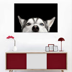 Peeking Siberian Husky Wall Art
