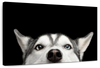 Peeking Siberian Husky Wall Art