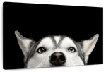 Peeking Siberian Husky Wall Art
