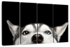 Peeking Siberian Husky Wall Art