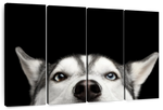 Peeking Siberian Husky Wall Art