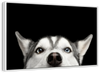 Peeking Siberian Husky Wall Art