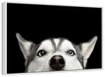 Peeking Siberian Husky Wall Art