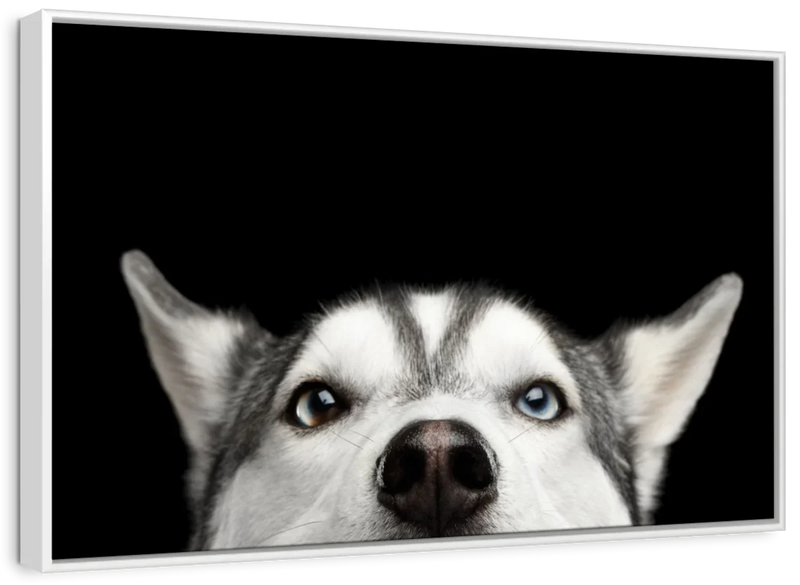 Peeking Siberian Husky Wall Art