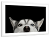 Peeking Siberian Husky Wall Art