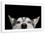 Peeking Siberian Husky Wall Art