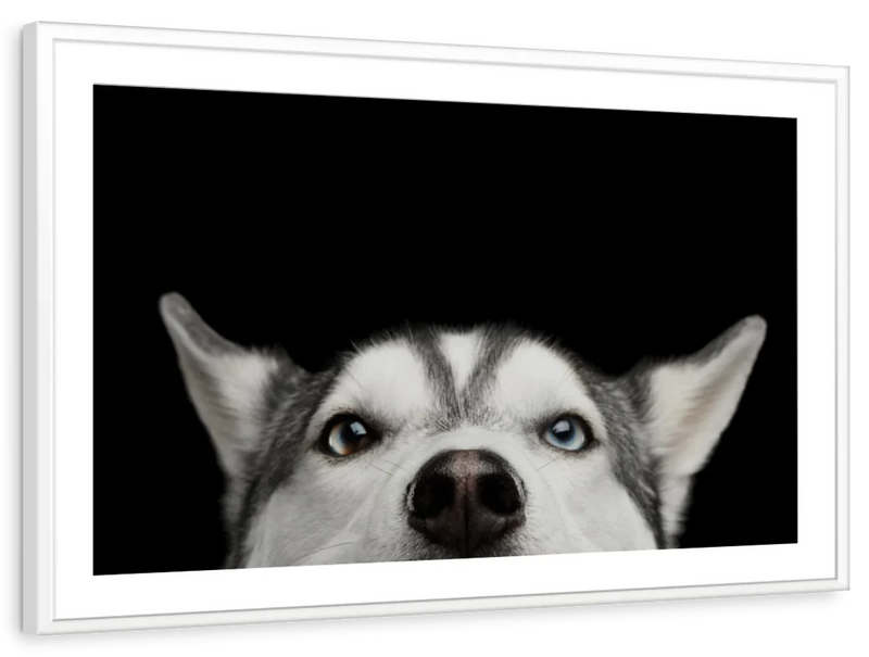 Peeking Siberian Husky Wall Art