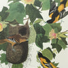 Baltimore Oriole