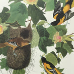 Baltimore Oriole