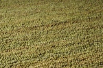Prato Cottage Olive Green Area Rug