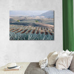 Tequila Jalisco Agave Field Wall Art