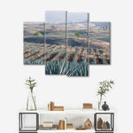 Tequila Jalisco Agave Field Wall Art