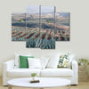 Tequila Jalisco Agave Field Wall Art