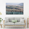 Tequila Jalisco Agave Field Wall Art