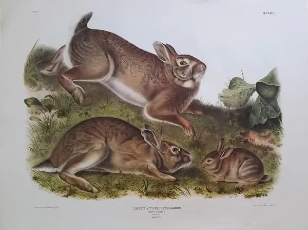 Grey Rabbit
