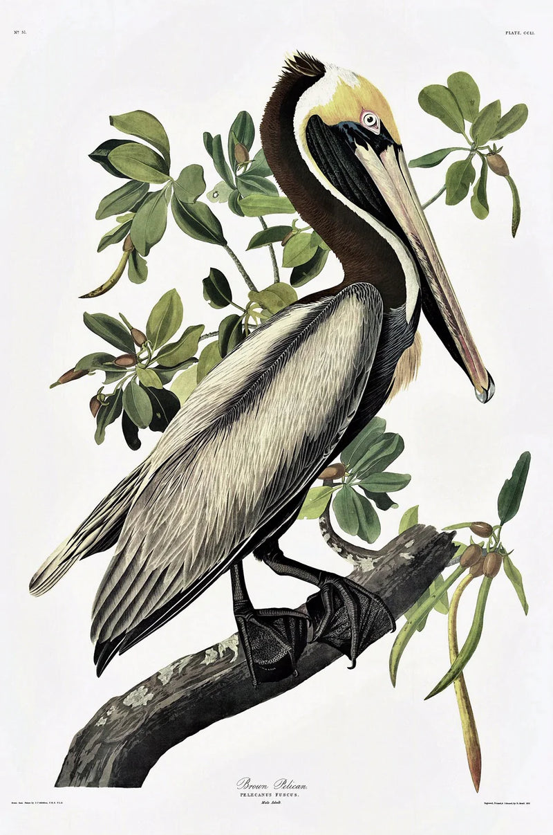 Brown Pelican