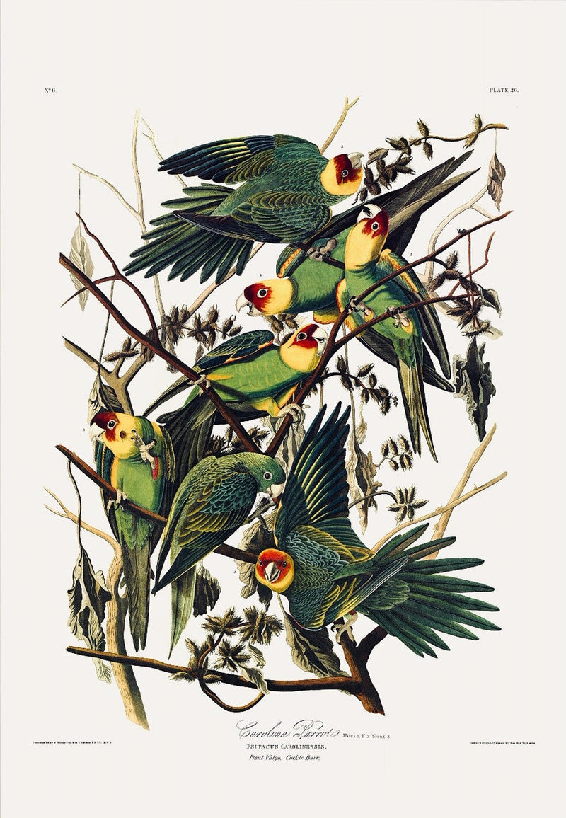Carolina Parrot