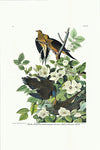 Carolina Turtle Dove