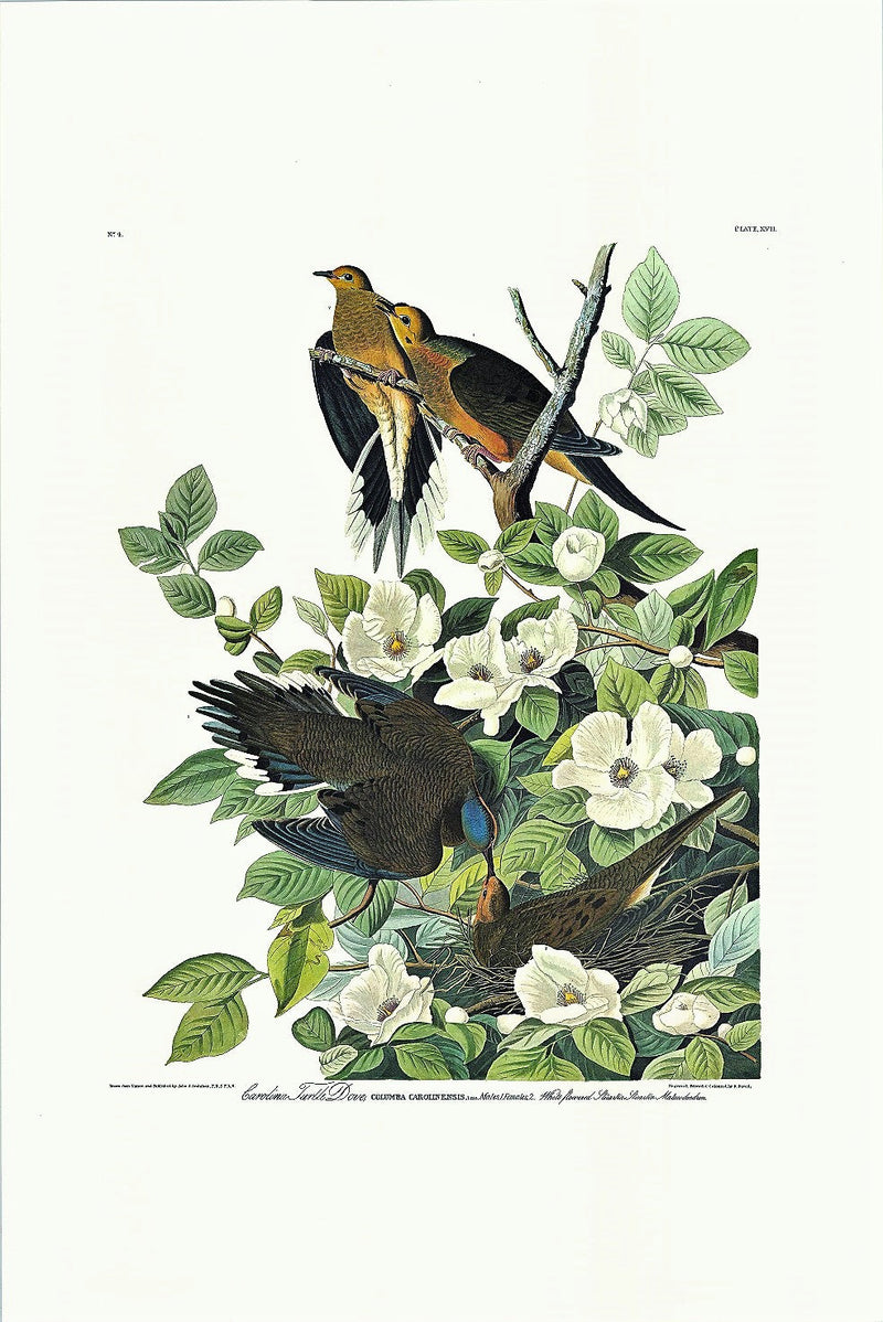 Carolina Turtle Dove