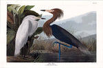 Purple Heron