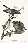 Red-shouldered Hawk