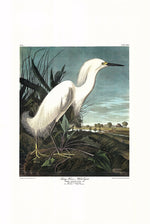 Snowy Egret