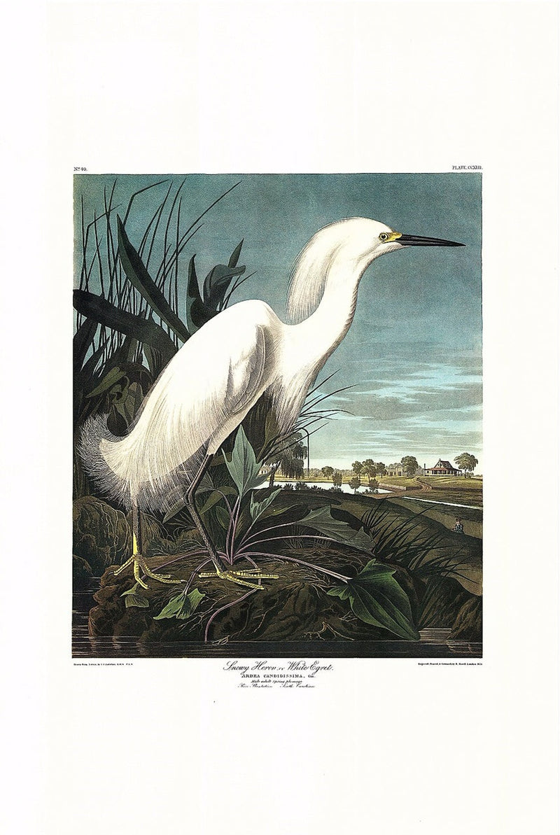 Snowy Egret